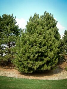 Сосна Чёрная (Pinus Nigra) купить по цене от 270.00р. в интернет-магазине «Посадика» с доставкой почтой в в Талдоме и по всей России – [изображение №1].