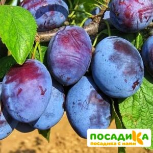 Слива Чачакская ранняя купить по цене от 229.00р. в интернет-магазине «Посадика» с доставкой почтой в в Талдоме и по всей России – [изображение №1].