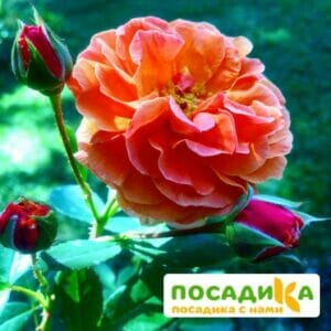 Роза Арабия купить по цене от 350.00р. в интернет-магазине «Посадика» с доставкой почтой в в Талдоме и по всей России – [изображение №1].