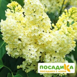 Сирень Примроуз (Primrose) купить по цене от 529.00р. в интернет-магазине «Посадика» с доставкой почтой в в Талдоме и по всей России – [изображение №1].