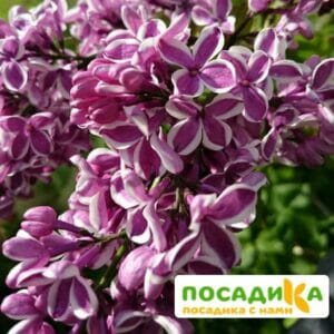 Сирень Сенсация купить по цене от 529.00р. в интернет-магазине «Посадика» с доставкой почтой в в Талдоме и по всей России – [изображение №1].