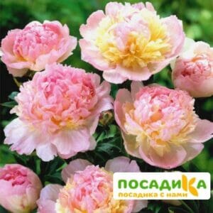 Пион Распберри Сандей (Paeonia Raspberry Sundae) купить по цене от 959р. в интернет-магазине «Посадика» с доставкой почтой в в Талдоме и по всей России – [изображение №1].