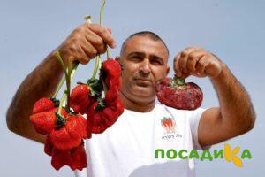 Клубника Гигант Джорнея купить по цене от 266р. в интернет-магазине «Посадика» с доставкой почтой в в Талдоме и по всей России – [изображение №1].