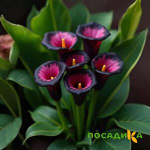 Калла Аура Лейс купить по цене от 400р. в интернет-магазине «Посадика» с доставкой почтой в в Талдоме и по всей России – [изображение №1].