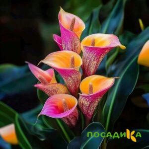Калла Оникс купить по цене от 450р. в интернет-магазине «Посадика» с доставкой почтой в в Талдоме и по всей России – [изображение №1].