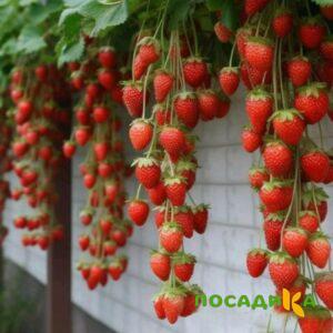Клубника вьющаяся Комплимент купить по цене от 470р. в интернет-магазине «Посадика» с доставкой почтой в в Талдоме и по всей России – [изображение №1].