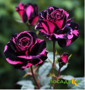 Роза Багровый Шепот купить по цене от 366р. в интернет-магазине «Посадика» с доставкой почтой в в Талдоме и по всей России – [изображение №1].