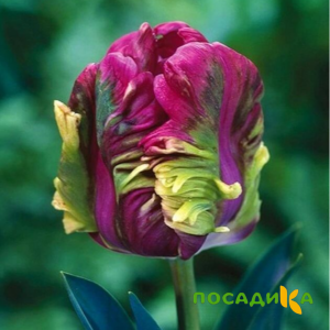 Тюльпан Экзотик Хэвен купить по цене от 186р. в интернет-магазине «Посадика» с доставкой почтой в в Талдоме и по всей России – [изображение №1].